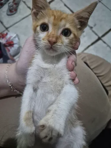 Gatinho laranja