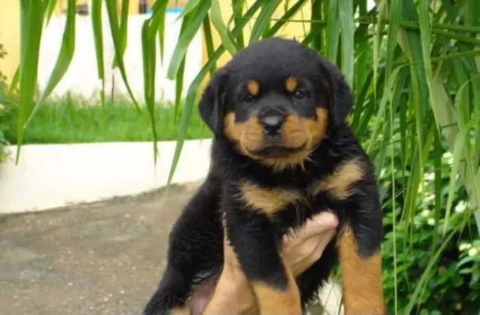Rottweiler o companheiro forte que ama sem medidas