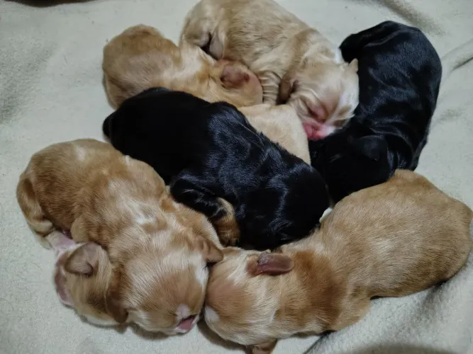 cocker spaniel inglês