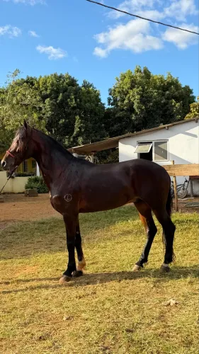 Cavalo - Mangalarga Machador