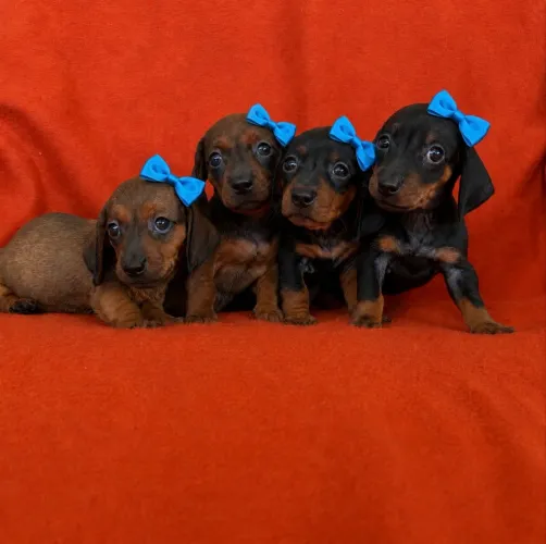 Filhotes de Dachshund ( salsicha ) fêmeas