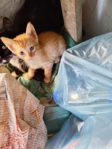 Gato filhote