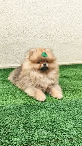 Filhote macho super promoção Lulu da Pomerânia anão 