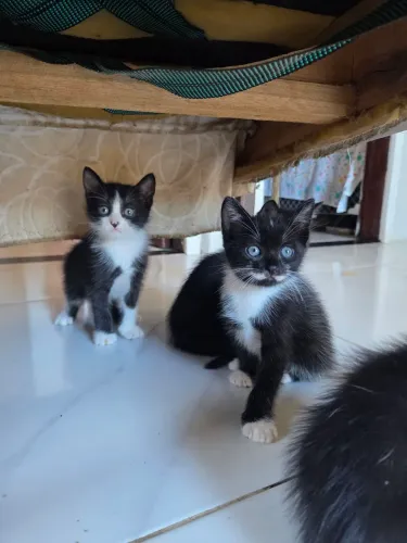 DOACAO GATOS FOFOS