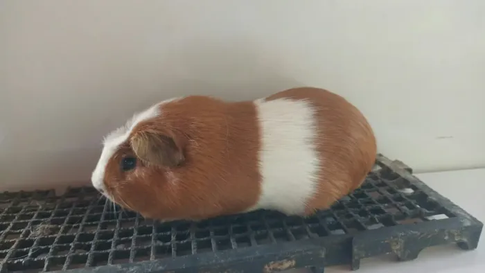 Porquinho da índia gigante da raça cuy.