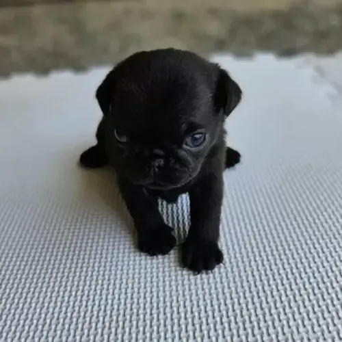 Bebezinho pug dócil saudável e de ótima genética robusta dócil