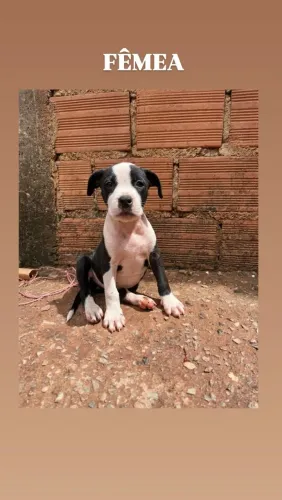 Filhotes de Pitbull 