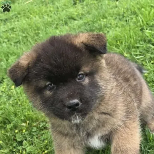 Akita  | Entregamos ainda hoje 