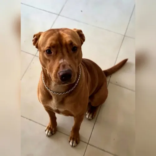 Doando esse pit bull 