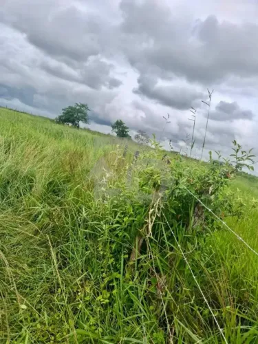 Terreno Rural Plano em Cumbe com 2 Tarefas e Acesso Pavimentado