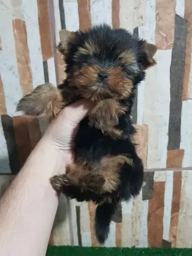 Yorkshire Um dog desse não passa, marca a vida