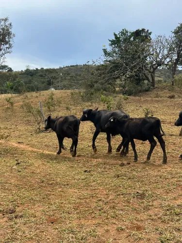 Búfalos machos
