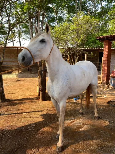 Vendo Egua tordilha