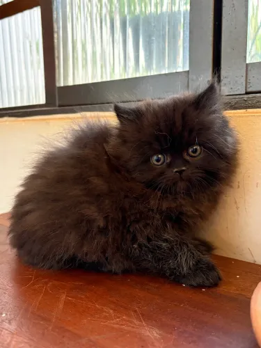 Gato persa macho