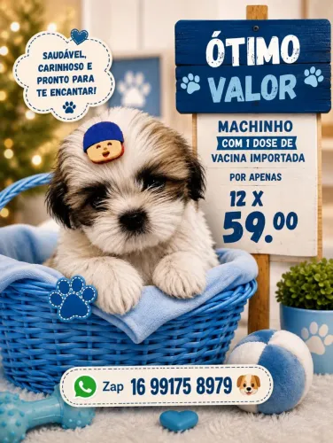 Shih tzu macho disponível