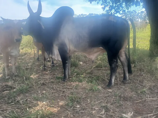 Touro guzera leiteiro