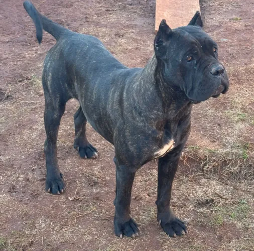 CANE CORSO ITALIANO