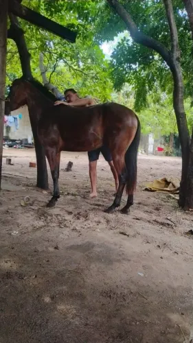 Cavalo quarto de milha