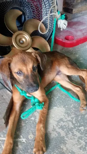 Cachorro