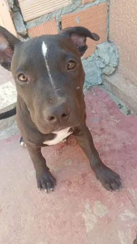 Vendo filhote América staffordshire terrier 