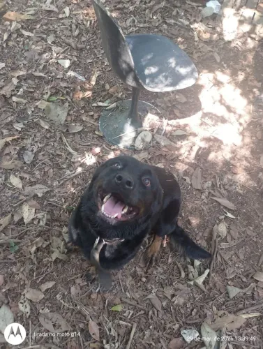Cão porte grande 