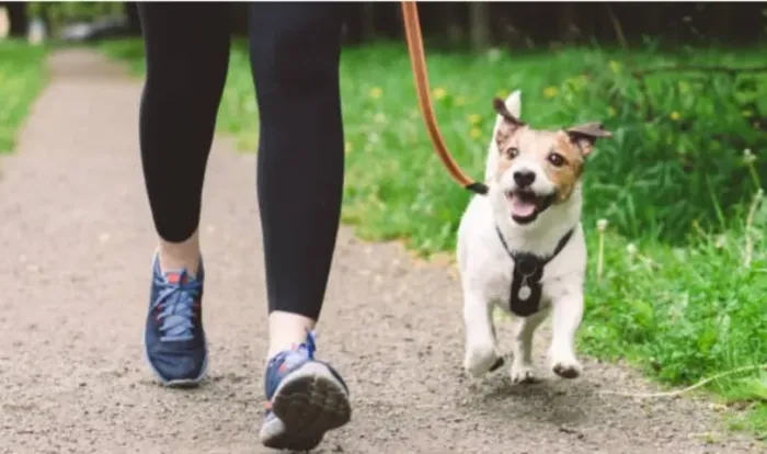 Passeio com seu dog