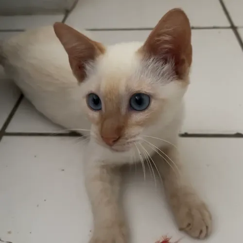 Filhote de gato para adoção