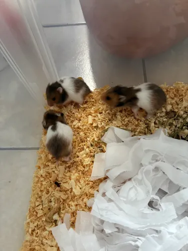 Hamster Sírios filhotes, 20 dias de vida