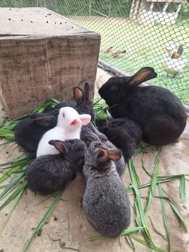 8 Coelhos filhotes