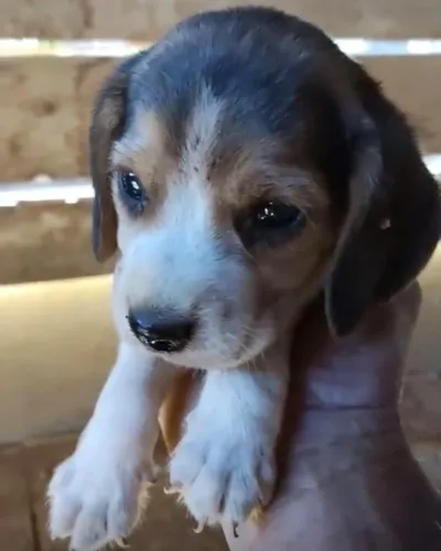 Beagle alegres 