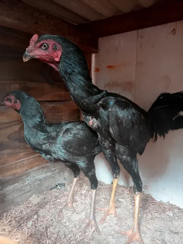 Galo indio