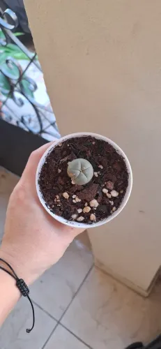 Cacto Peyote, planta rara.