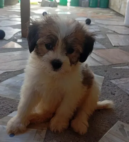 Filhote cachorro ? fêmea 
