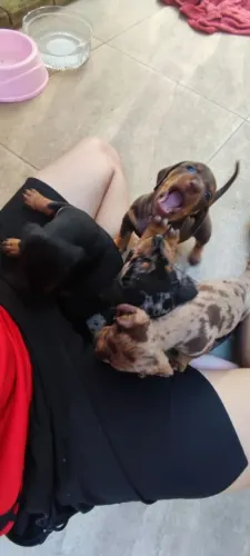 Vendo filhotes de Basset puro