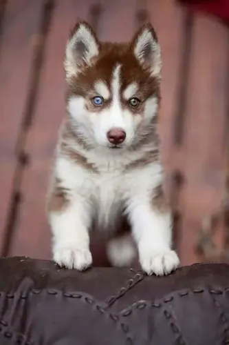 Cãozinho Husky Siberiano muito carinhoso e ideal para casa