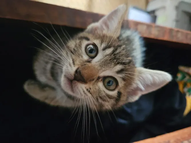 Adoção responsável de gatos filhotes