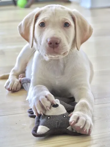 Filhotes De Labrador - Se Prepare Para Momentos Inesquecíveis Com Seu Novo Filhote 