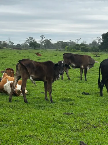 Bezerra da raça girolando