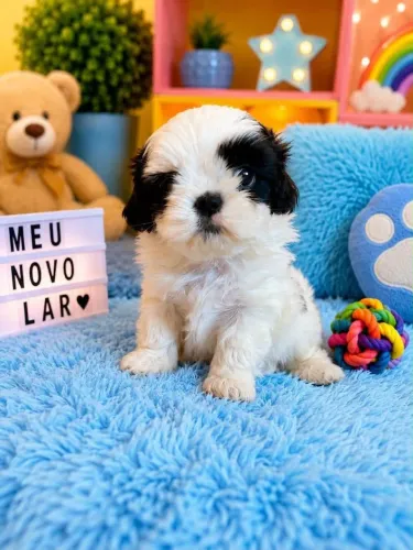 Filhote shih tzu, Lambidas, pulinhos e muito amor: só falta você!