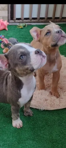 2 Fêmeas American Bully - Exotic Bully 