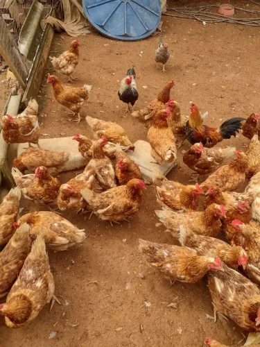 Galinhas novas de postura Embrapa botando