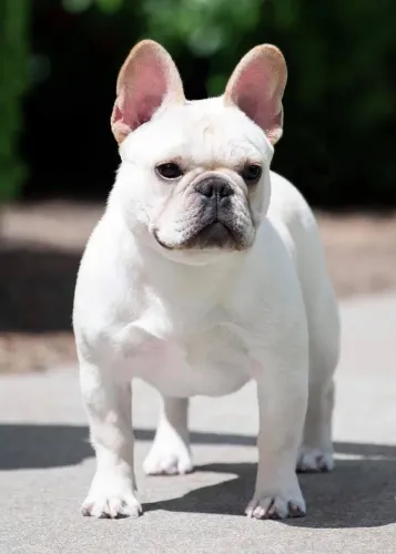 Bulldog francês