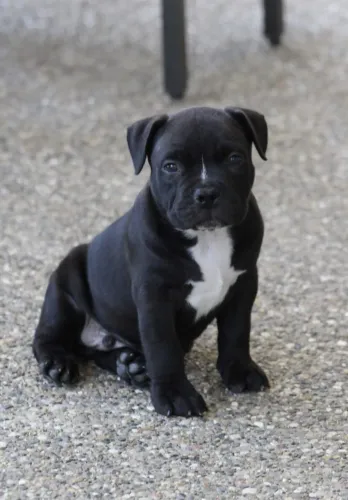 Filhotes de American Bully!!!