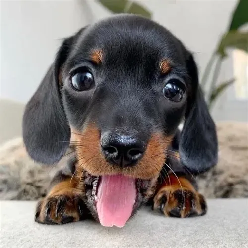 Dachshund neném amorosa princesa