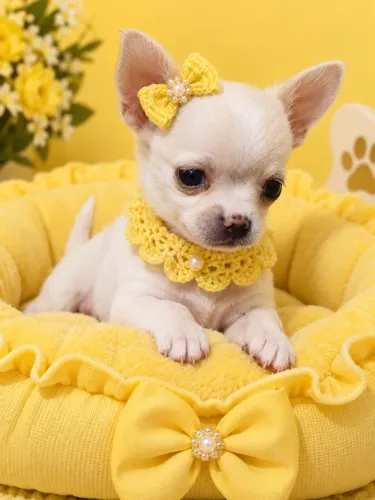 Chihuahua femeas pelo curto creme e agouti husky pedigree