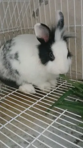 Vende-se coelho mini