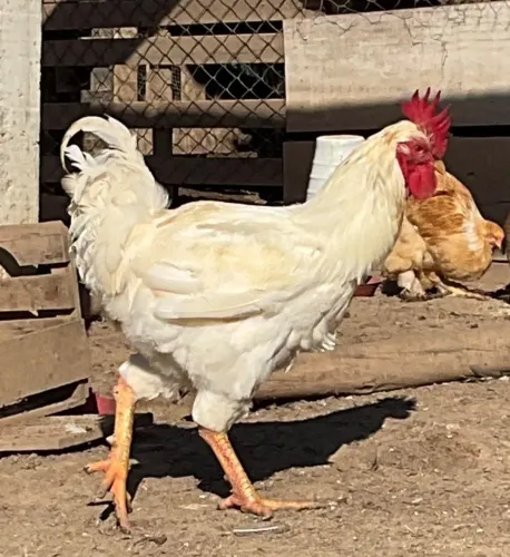 Galo GSB albino