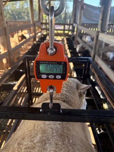 Balança para pesar ovelhas de até 150kg