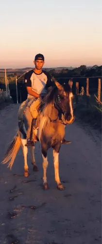 Animal