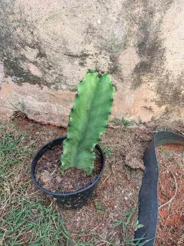 Planta Cacto